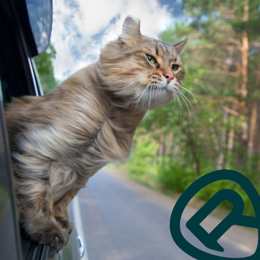 trasporto animali domestici in auto
